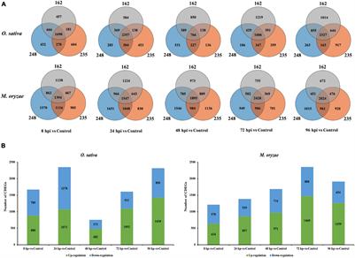 Identification of Differentially Expressed Genes Reveal Conserved Mechanisms in the Rice-Magnaporthe oryzae Interaction